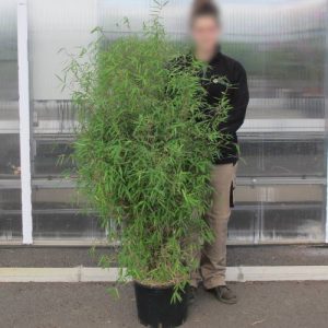 Fargesia angustissima / Bambú