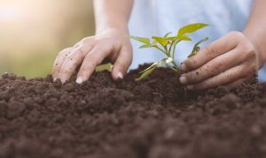 Fertilizante natural