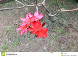 Frangipani rojo, Frangipani común, Flor del templo