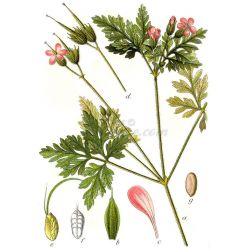 Geranium robertianum / Geranium herb-à-Robert, Pico de grulla, Hierba roja