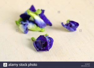 Guisante mariposa, Guisante azul, Clitoria de ternate