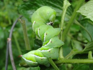 Gusanos de la planta de la menta: Cómo tratar los gusanos verdes de las