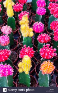 Gymnocalycium mihanovichii / Cactus de la barbilla, Cactus fresa