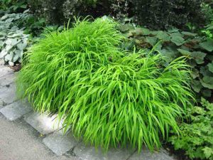 Hakonechloa macra / Japan Grass, Hakone grass