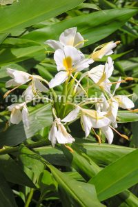 Hedychium coronarium / Jengibre Mariposa, Mariposa, Jengibre Blanco