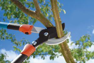 herramientas para cortar ramas altas