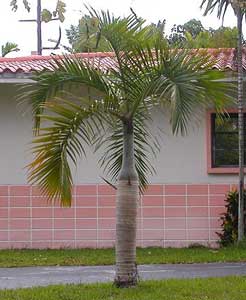 Hyophorbe verschaffeltii / Nuez de palma marrón, Palma de botella