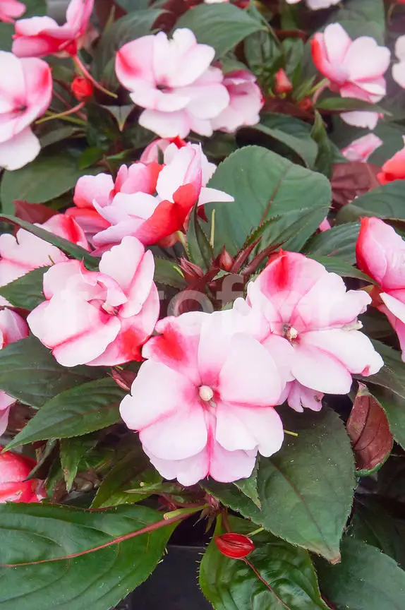 Impatiens x novaeguinea / Impatience of New Guinea Consejos para mi