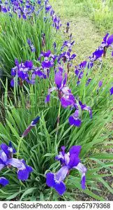 Iris de Alemania, Iris de jardín