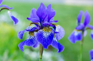 Iris sibirica / Iris siberiano