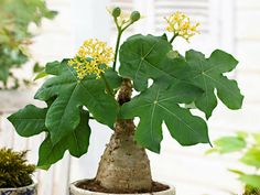 Jatropha podagrica / Árbol Baobab enano, Planta de botella, Planta medicinal