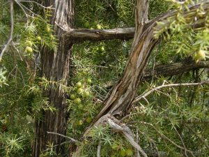 Juniperus sabina / Enebro, Sabinier, Enebro fétido