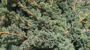Juniperus squamata / Enebro escamoso