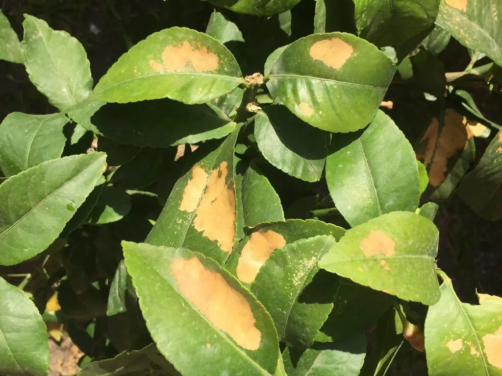 Palma de coco pequeña, con hojas amarillas y manchas marrones.