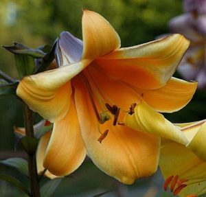 Lilium amarillo trompeta African Queen