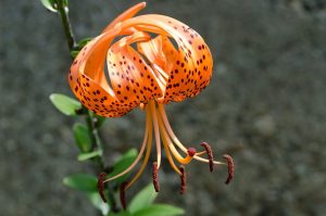 Lilium lancifolium / Lirio tigre