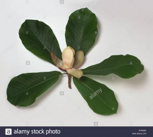 Magnolia hypoleuca / Magnolia de hoja grande japonesa