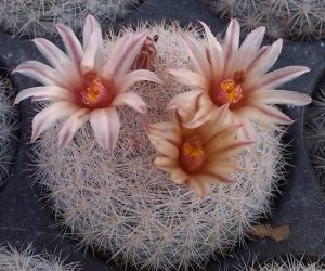 Mammillaria candida / Cactus bola de nieve