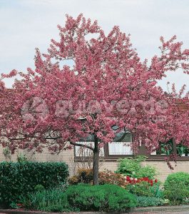Manzano en flor, Manzano ornamental