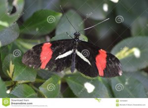 Mariposa amarilis