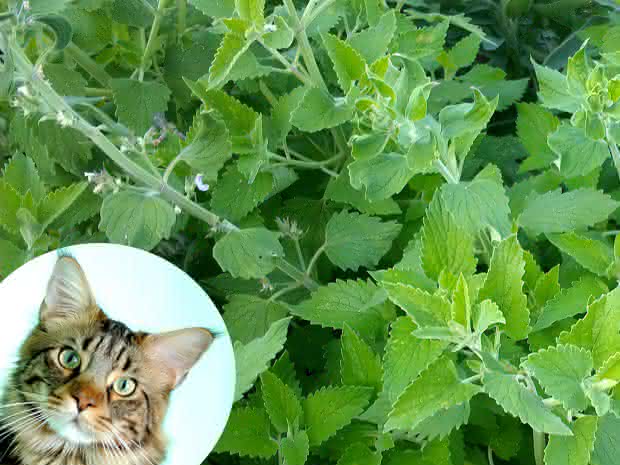 Catnip Propagation Methods - Tips For Growing New Catnip Plants - Tips For ...