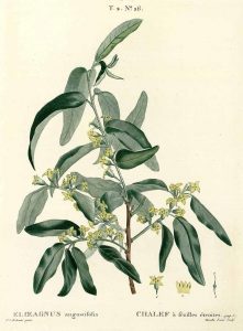 Olivo de Bohemia, Eleagnus, Chalet de hojas estrechas