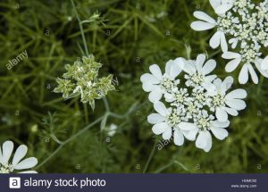 Orlaya grandiflora / Orlaya de flor grande