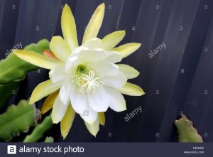 Orquídea Epiphyllum / Cactus, Epicactus