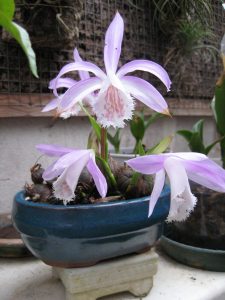 Orquídea Formosa, Pleione