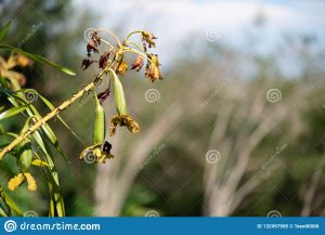 Orquídea gigante, Orquídea de hoja larga
