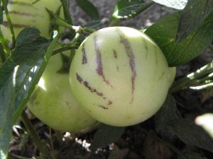 Pera-melón,Pepino Morelle de Wallis