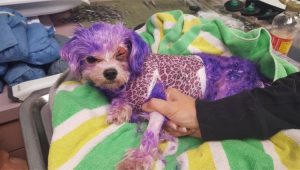 Perro violeta