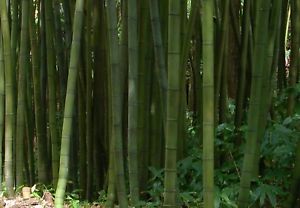 Phyllostachys bambusoides / Bambú gigante