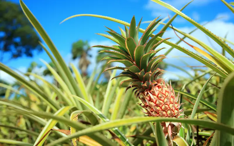 Piña comosus / Piña cultivada, Piña-fruta - Consejos para mi huerto