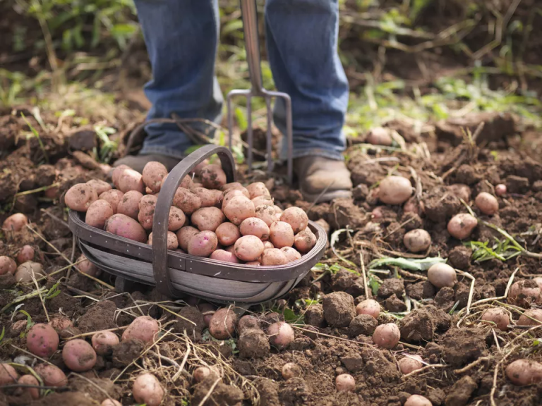 How To Plant Potatoes In Garden