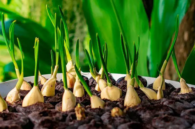 Plantar Ajos en macetas: Consejos para cultivar ajo en macetas ...