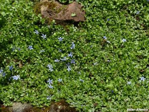 Pratia pedunculata / Cubierta de suelo con estrellas azules