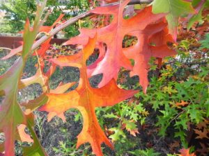 Quercus palustris / Roble palustre