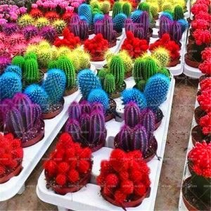 Rainbow cactus