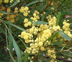Retinodios de acacia / Mimosa de las cuatro estaciones