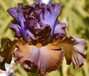 Rizoma Iris, Iris de jardín, Iris barbudo