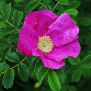 Rosa rugosa, Rosa japonesa
