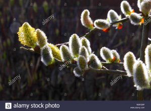Salix caprea Kilmarnock / Sauce llorón de Marsault