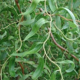 Salix matsudana Tortuosa / Sauce tortuoso de Pekín