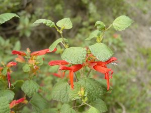 Salvia regla / Salvia roja de montaña