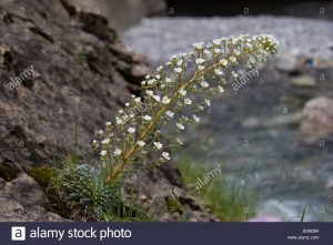 Saxifraga longifolia / Saxifraga pirenaica