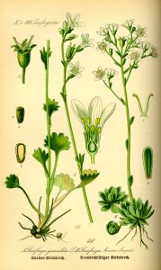Saxifragaceae