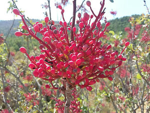 Senecio rowleyanus / Rowley ragwort, Planta de collar de perlas, Grosella Roja Kleinia