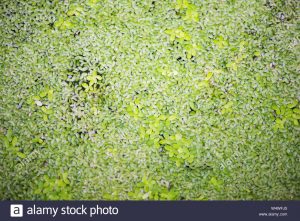 Small Duckweed, Lente de agua común, Lemna minor