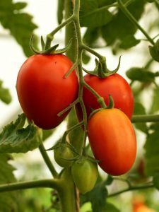 Solanum lycopersicum / Tomate